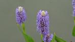 water of kuipplant snoekkruid hemels blauw, Ophalen