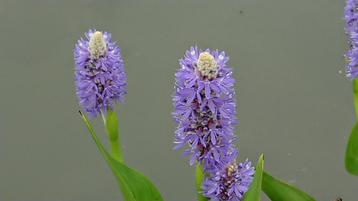 water of kuipplant snoekkruid hemels blauw beschikbaar voor biedingen