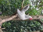 Krielkippen, Dieren en Toebehoren, Pluimvee, Meerdere dieren, Kip