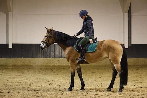 Paard te koop, Dieren en Toebehoren, Paarden, Merrie, Zadelmak, Springpaard