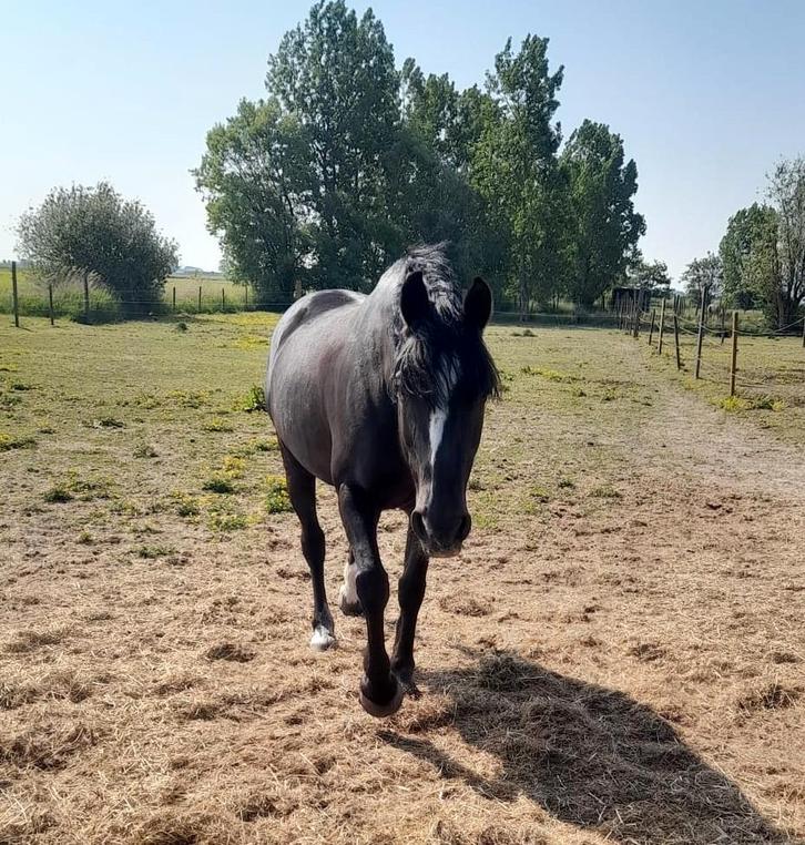 Super brave merrie van 19 jaar, Dieren en Toebehoren, Paarden, Merrie