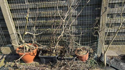 Vijgenbomen van verschillende soorten, Tuin en Terras, Planten | Fruitbomen, Ophalen