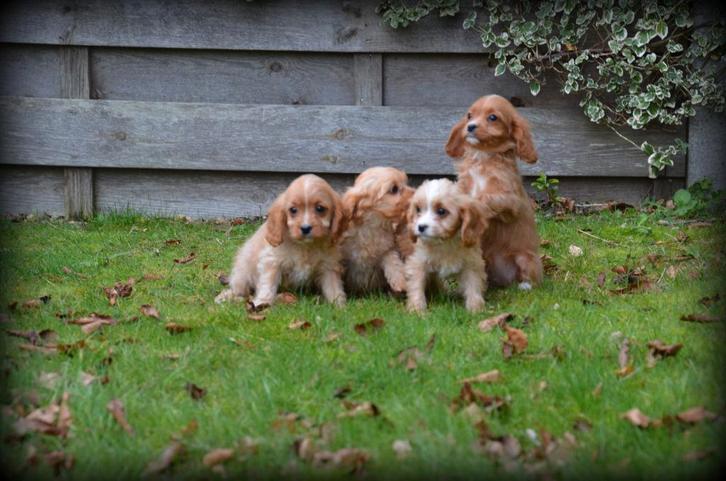 Cavapoo pups, Dieren en Toebehoren, Honden | Niet-rashonden, Meerdere dieren, Fokker | Professioneel, Meerdere, België, 8 tot 15 weken