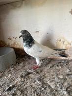 Speciaal duiven  uit Irak gekomen voor € 100, Dieren en Toebehoren, Vogels | Duiven, Meerdere dieren, Postduif