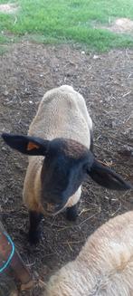 Suffolk ram 2025, Dieren en Toebehoren, Schapen, Geiten en Varkens