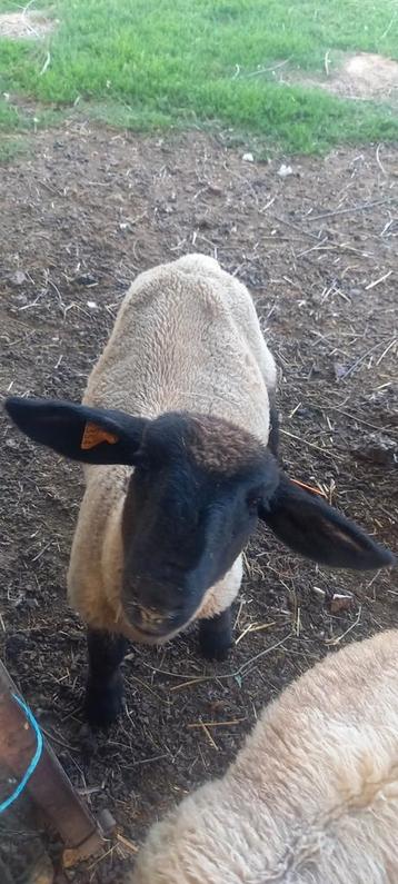 Suffolk ram 2025 beschikbaar voor biedingen