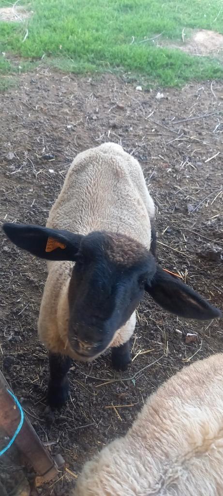 Suffolk ram 2025, Dieren en Toebehoren, Schapen, Geiten en Varkens