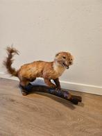 Opgezette marter, Verzamelen, Dierenverzamelingen, Ophalen