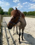 1j Dpony, Dieren en Toebehoren, Gechipt, Springpony, 0 tot 2 jaar, Hengst