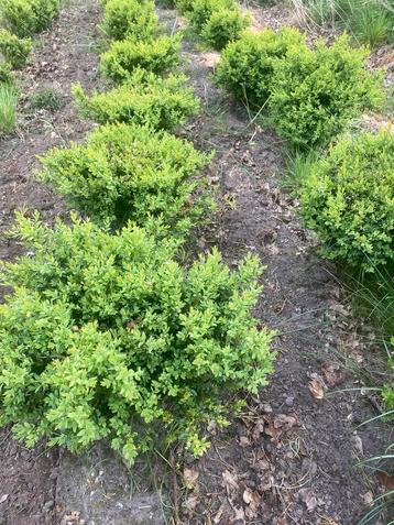 Buxus bosjes 30/40 cm bossig ! Kluit beschikbaar voor biedingen