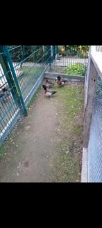 Kruising Eenden, Dieren en Toebehoren, Pluimvee