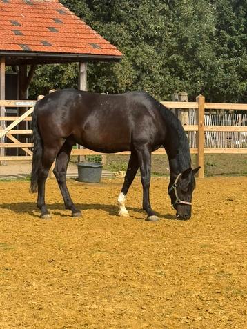 Oud zadel gezocht beschikbaar voor biedingen