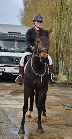 Paard tekoop, Dieren en Toebehoren, Onbeleerd, Springpaard, Gechipt, Ruin