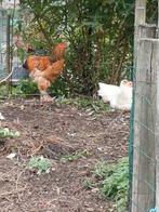 Trio brahma's, Dieren en Toebehoren, Pluimvee, Meerdere dieren, Kip