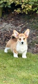 Welsh Corgi Pembroke pups te koop, Dieren en Toebehoren, België, Overige rassen, CDV (hondenziekte), 8 tot 15 weken
