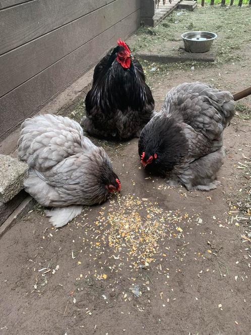 Cochin kriel broedeieren, Dieren en Toebehoren, Pluimvee, Kip, Geslacht onbekend