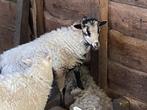 3 ouessant schapen te koop/ prijs per schaap, Schaap, Meerdere dieren, 0 tot 2 jaar