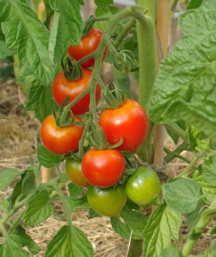cocktail tomaat Ruthje - 5 zaden, Tuin en Terras, Bloembollen en Zaden, Zaad, Voorjaar, Verzenden