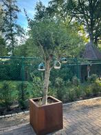 Olijfboom cortenstaalbak, Ophalen, Olijfboom