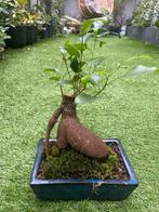 Bonsai Ficus Ginseng, Ophalen