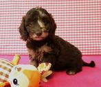Supermooi Poedel x Teckel mix pups!, Dieren en Toebehoren, 15 weken tot 1 jaar, Buitenland, CDV (hondenziekte), Meerdere