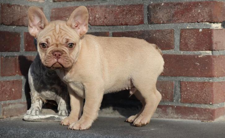 Franse Bulldog pups, klaar voor vertrek! 9 weken, Animaux & Accessoires, Chiens | Bouledogues, Pinschers & Molossoïdes, Plusieurs animaux