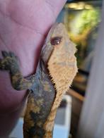 wimpergekko, Dieren en Toebehoren, Reptielen en Amfibieën, Amfibie, Tam, 0 tot 2 jaar