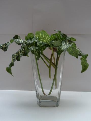 Conische vaas in zwaar helder glas. Hoogte: 25 cm. beschikbaar voor biedingen