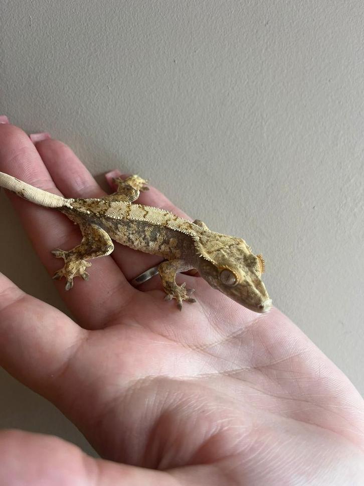 Last call for Houten! Tricolor extreme Harlequin, Dieren en Toebehoren, Reptielen en Amfibieën, Overige soorten, 0 tot 2 jaar
