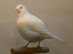 Fife Fancy mannen, Dieren en Toebehoren