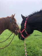 Verzorgpaarden aangeboden (halve stal), Dieren en Toebehoren, Paarden, Merrie, 160 tot 165 cm, Recreatiepaard