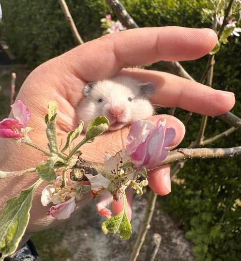 Goudhamster, Dieren en Toebehoren, Knaagdieren, Hamster