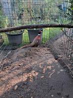 Bosfazanten, Dieren en Toebehoren