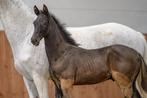 El Barone 111 Z hengst veulen, Dieren en Toebehoren, Paarden, Springpaard, Minder dan 160 cm, Gechipt, 0 tot 2 jaar