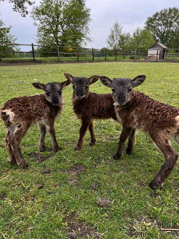 Soay schaap lammetjes 