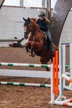 Verzorg/bijrijd/huur paard gezocht, Dieren en Toebehoren, M
