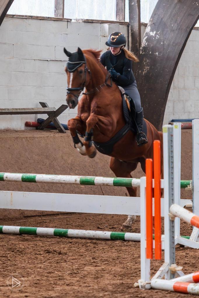 Verzorg/bijrijd/huur paard gezocht, Dieren en Toebehoren, Paarden, M