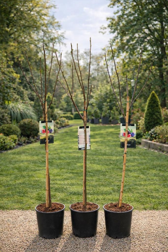 Vijgenboom Ficus Carica 'Brown Turkey' op voorraad, Jardin & Terrasse, Plantes | Arbres fruitiers, Figuier, Enlèvement