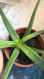 Aloe veraplant, herkomst Fuerteventura, Tuin en Terras, Planten | Tuinplanten, Ophalen
