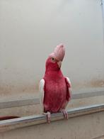 lutino rose kaketoe man 2025, Dieren en Toebehoren, Mannelijk, Papegaai, Geringd