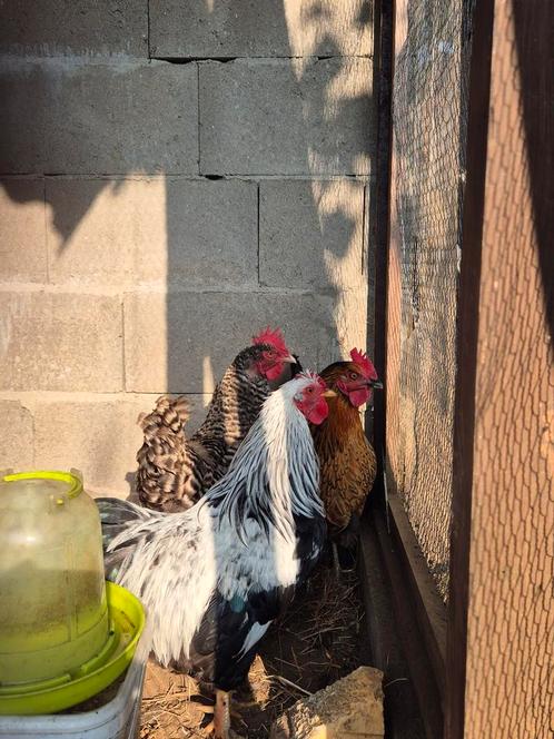 2 poules et un coq, Animaux & Accessoires, Volatiles, Poule ou poulet, Plusieurs animaux