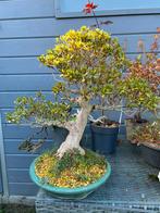 Azalea bonsai 40jaar, Tuin en Terras, Ophalen