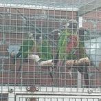 Koppel pyrrhura picta picta en koppel grisipectus, Parkiet, Geringd