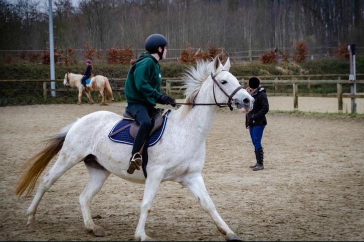 Halve stal gezocht, Dieren en Toebehoren, Paarden en Pony's | Verzorgingsproducten, Zo goed als nieuw, Ophalen