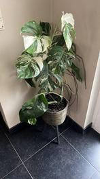 Dubbele kopstek Monstera Variegata, Huis en Inrichting, Ophalen of Verzenden