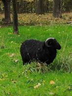 Drents heideschaap ram, Dieren en Toebehoren, Schapen, Geiten en Varkens, Mannelijk, Schaap, 0 tot 2 jaar