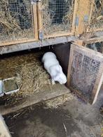 Konijn, Dieren en Toebehoren, Konijnen