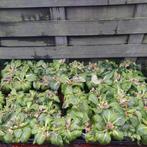 Lot de 40 primevères, Jardin & Terrasse, Plantes | Arbustes & Haies