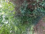Wilgen 1 jarig, Tuin en Terras, Ophalen