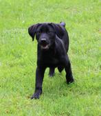 Chiot Labrador, noir, Parvovirose, Un chien, Belgique, 8 à 15 semaines